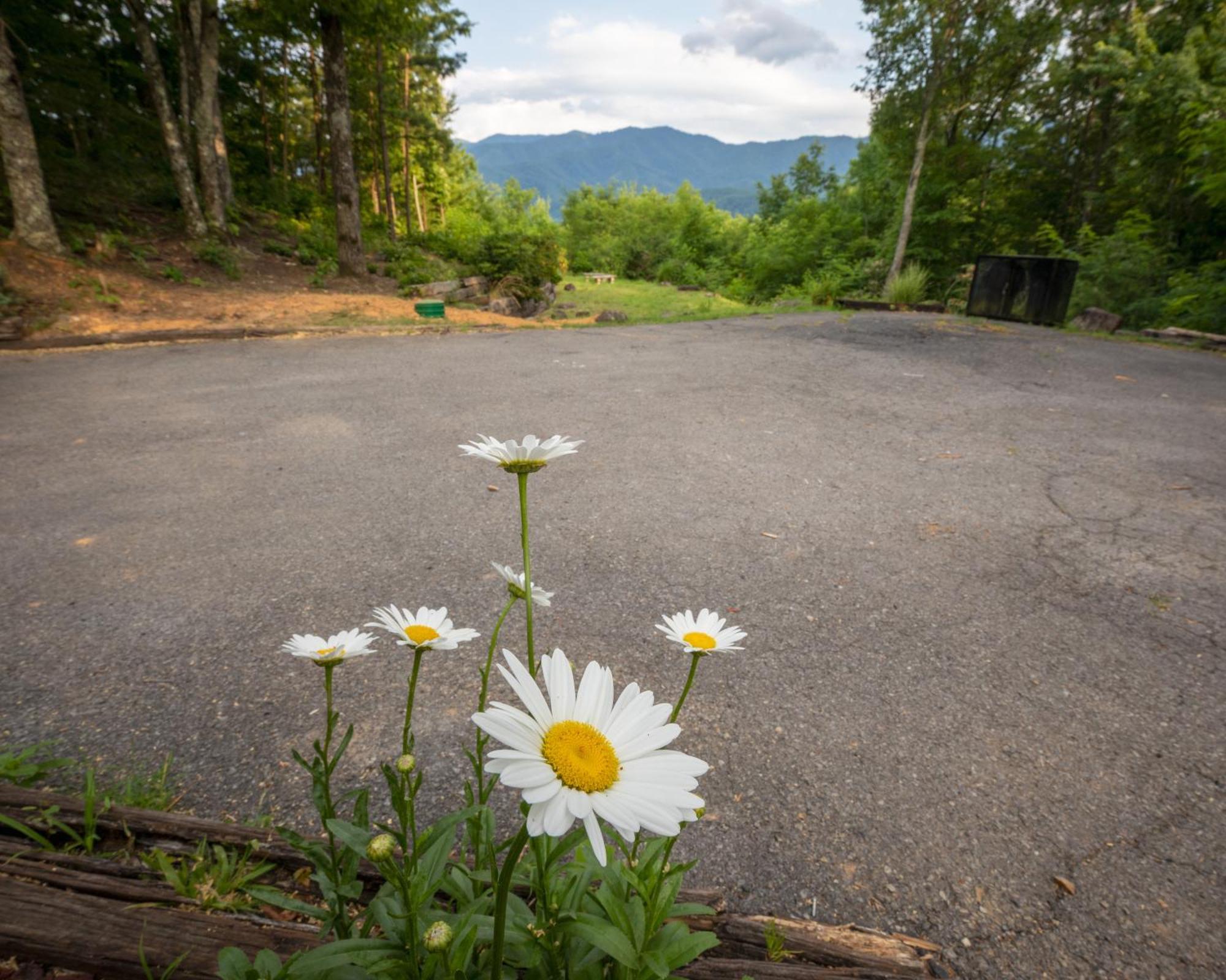 Real Log Cabin With Amazing Views, Hot Tub, Sauna, Games Gatlinburg Eksteriør billede