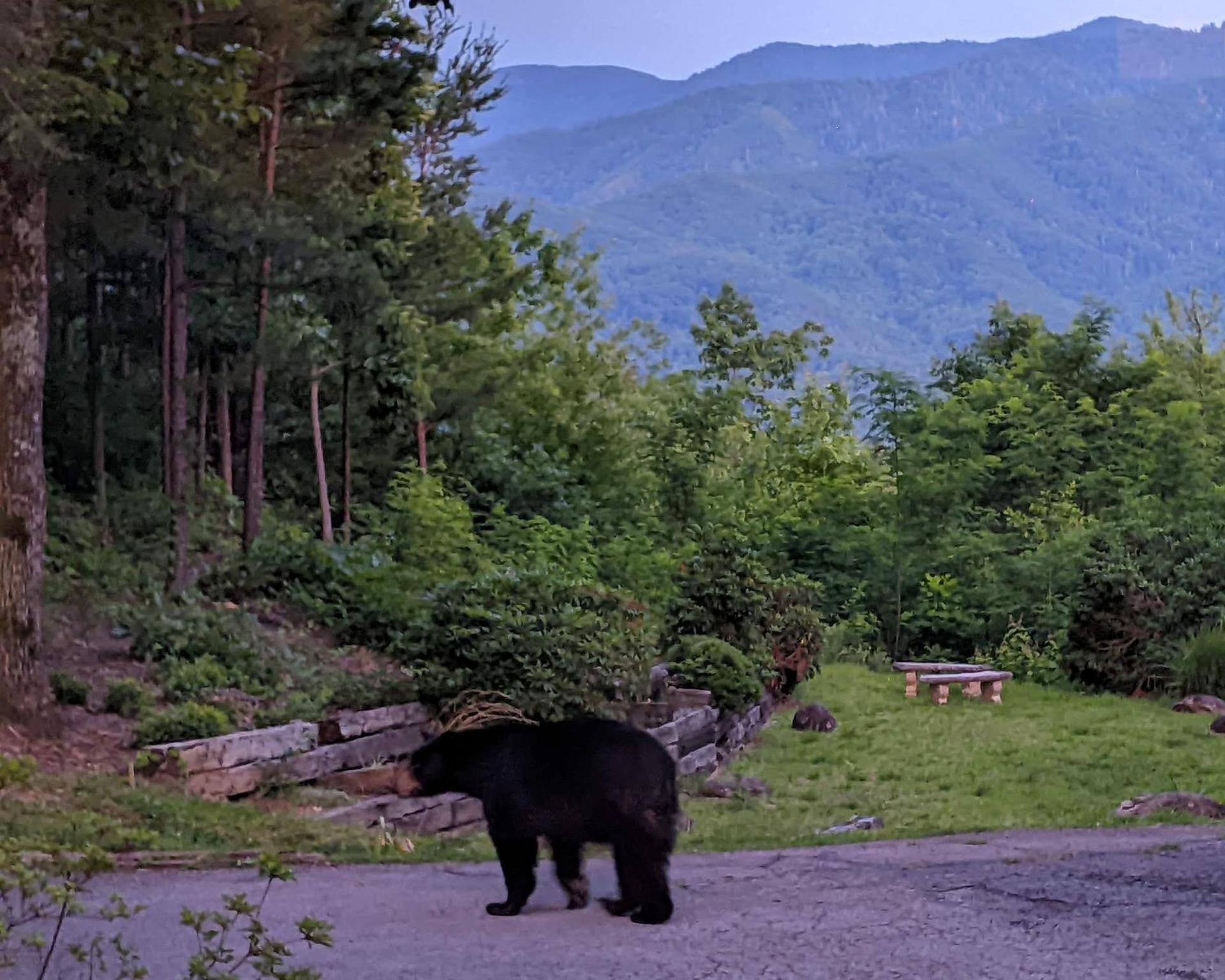 Real Log Cabin With Amazing Views, Hot Tub, Sauna, Games Gatlinburg Eksteriør billede